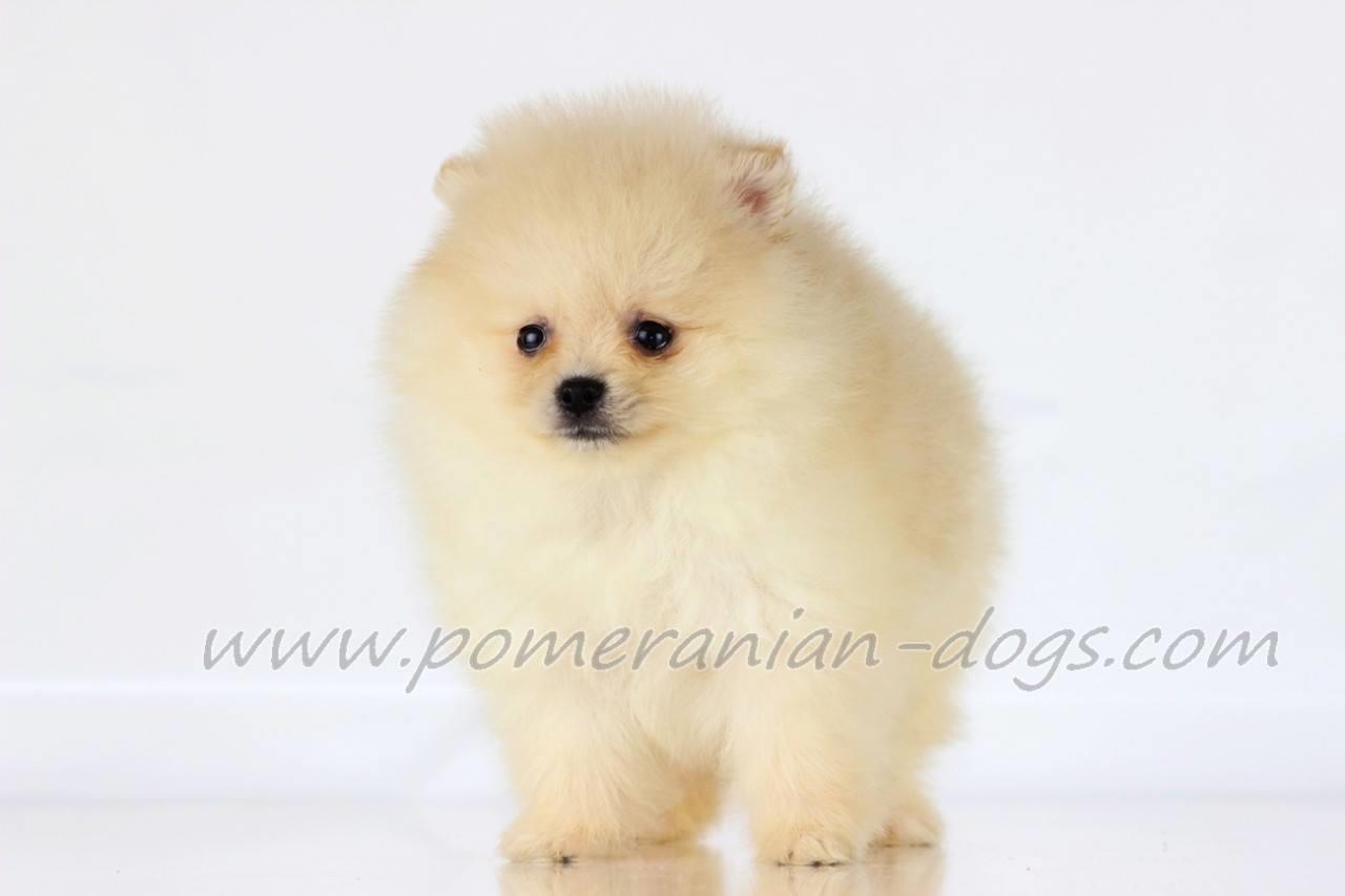 Pomeranski-spic-Boo-stenci