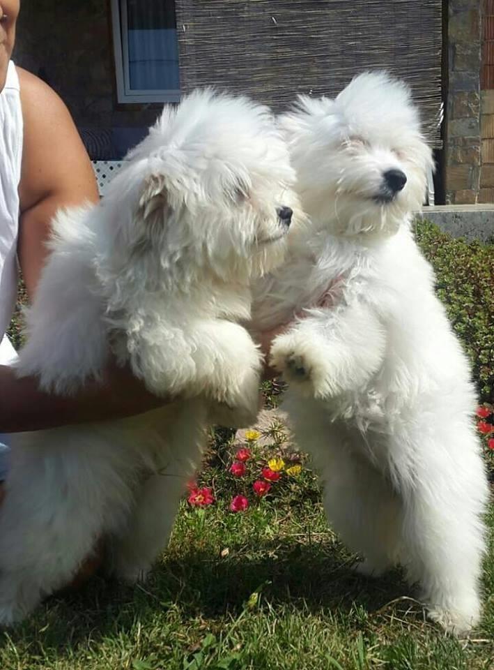 Coton-de-Tulear