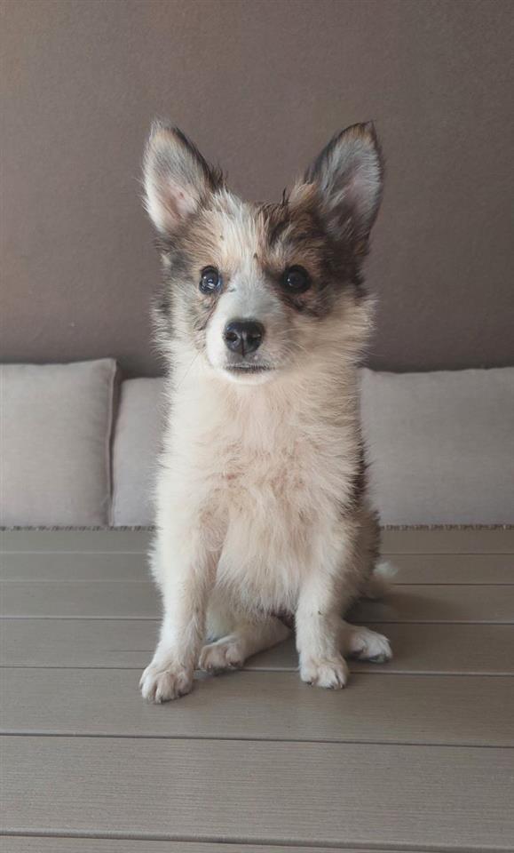 Border-koli-collie-štenci