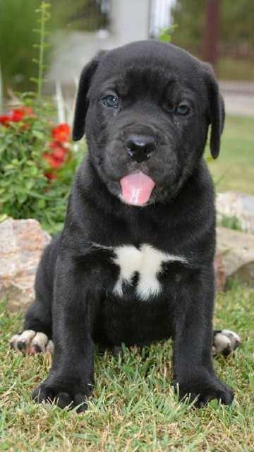 Cane-Corso--sivi-stenci