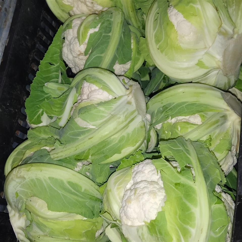 Export-povrc-e-Vegetables-from--Albania