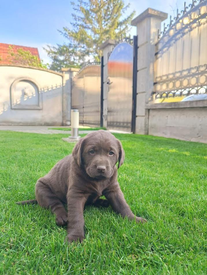 Labrador-retriver