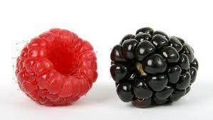 SADNICE MALINE I KUPINE