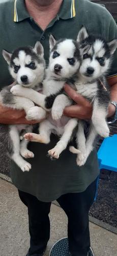 Cuccioli husky siberiani