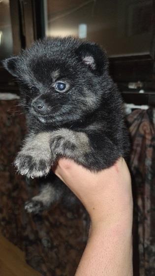 Pomeranski-spic