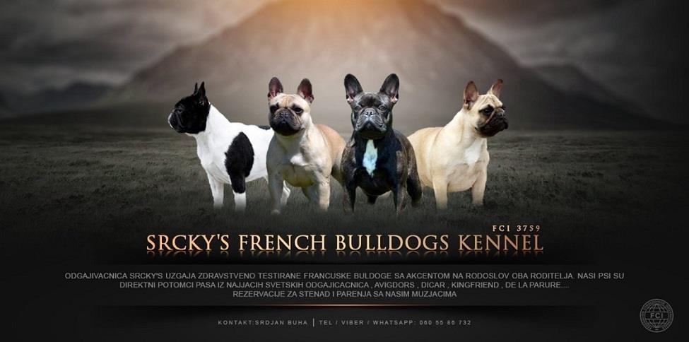 Francuski-buldog-stenci