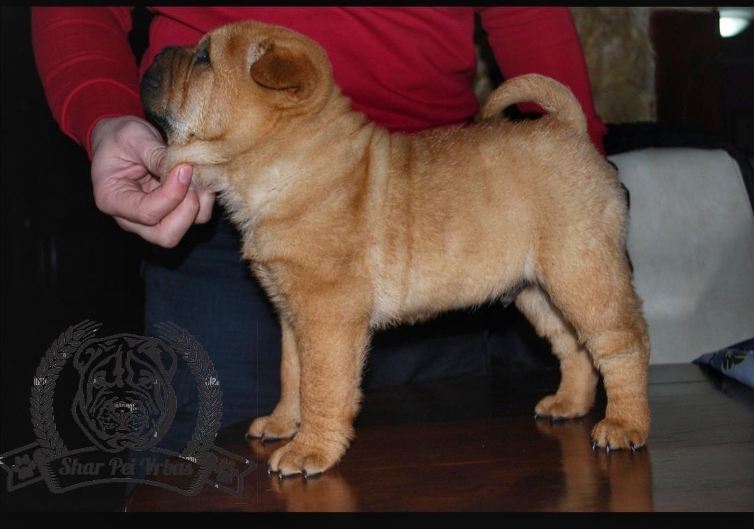 Shar-Pei-Muzjak--