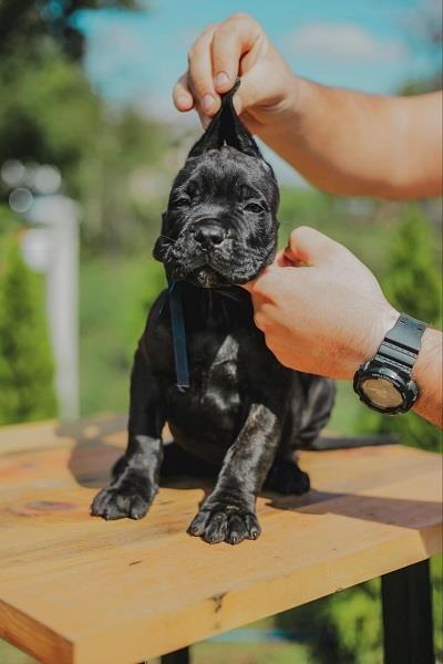 Cane-Corso-vrhunski-štenci