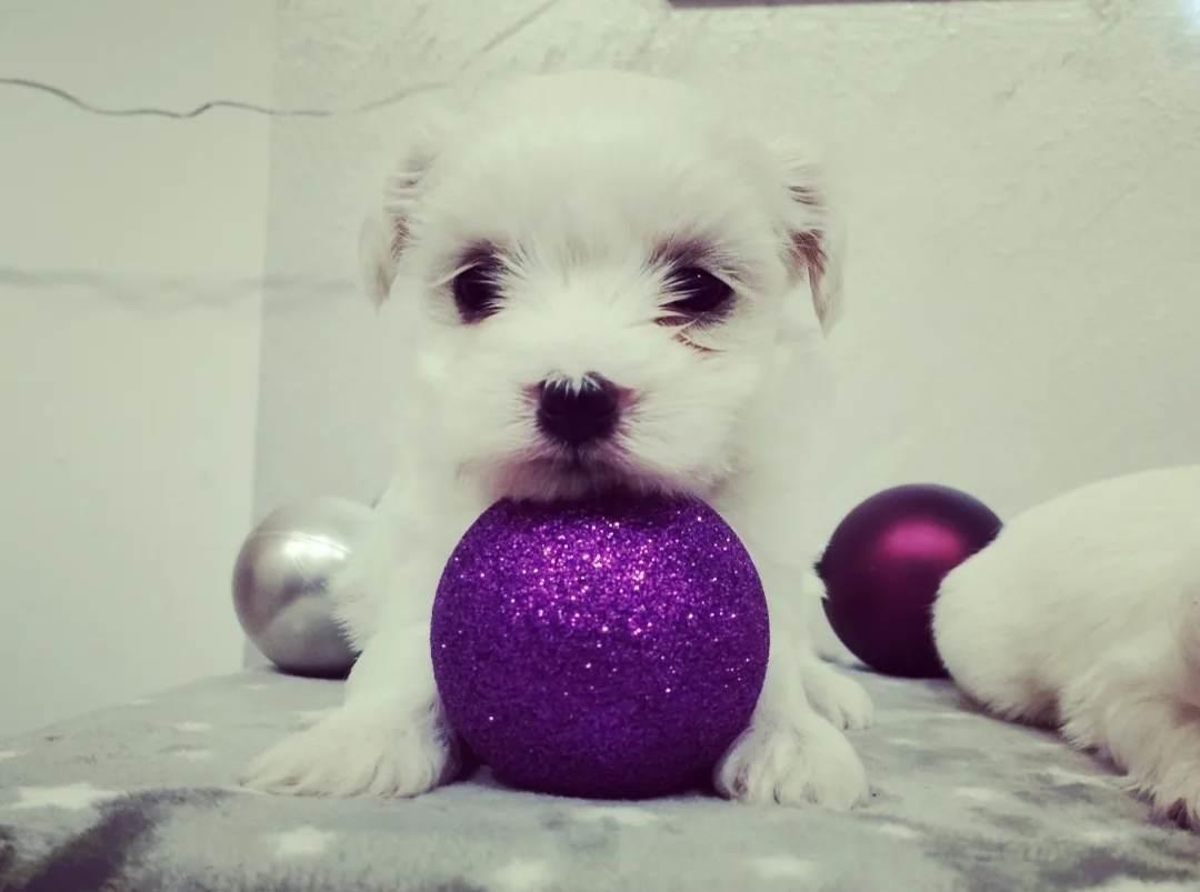 Maltezer-mini-tipa