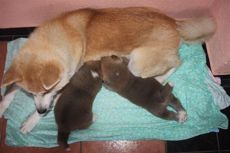 Akita-inu