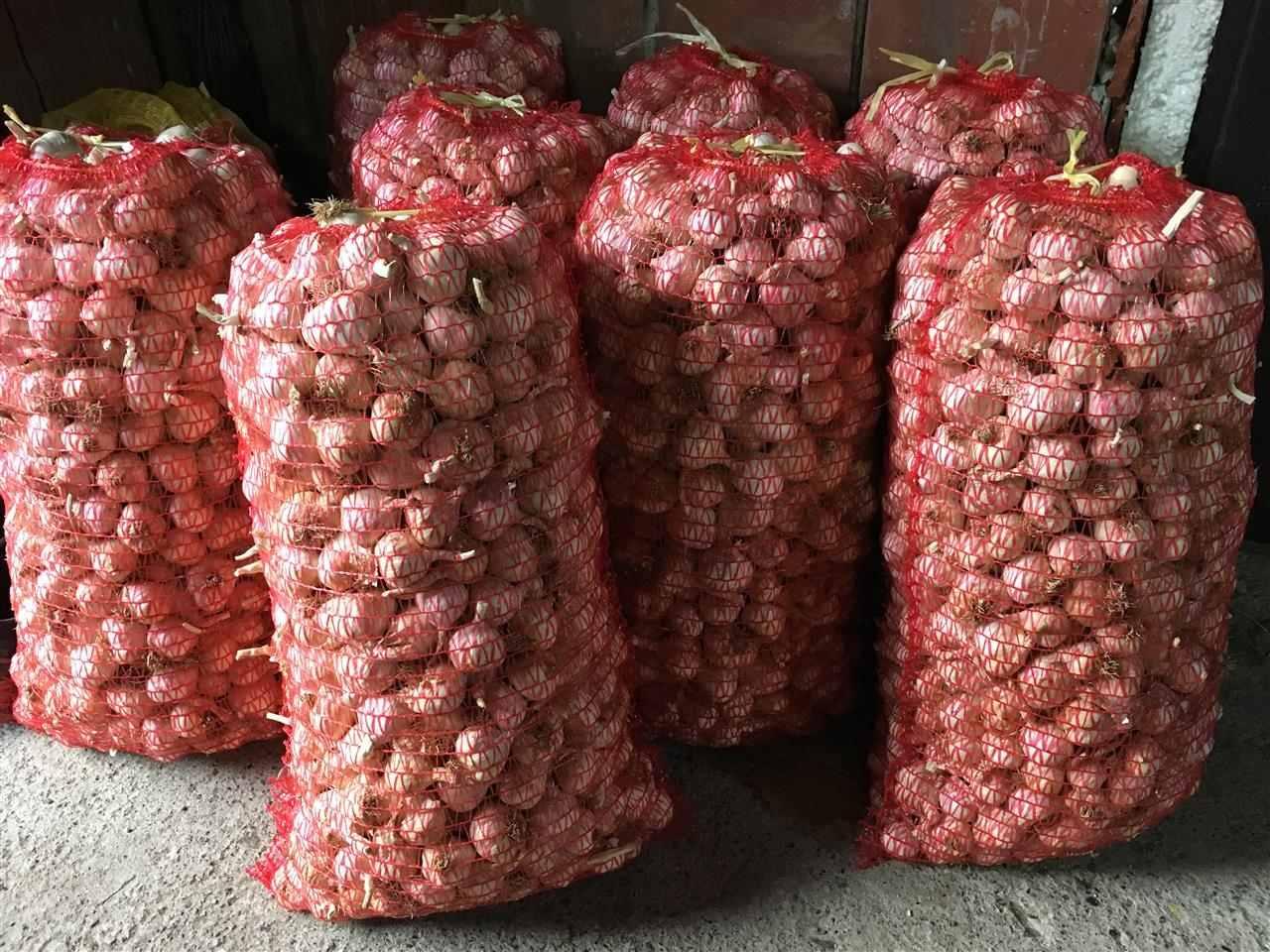 Beli-luk-prolecni