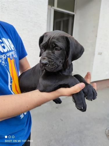 Cane Corso kučići