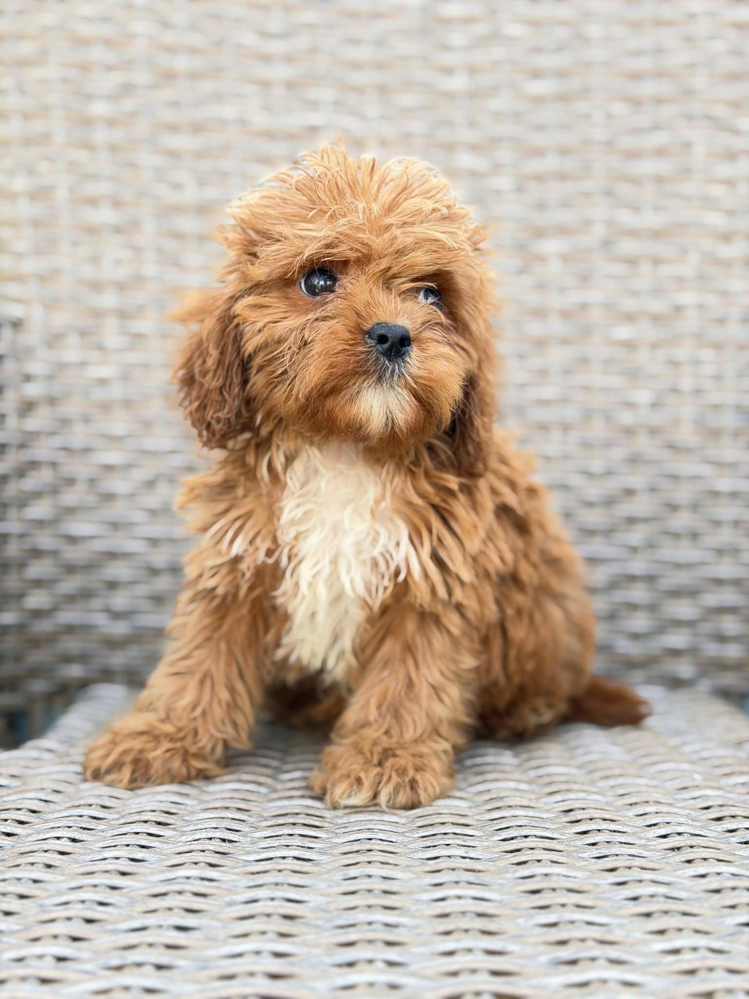Cavapoo-Kavapu--cavalier-king-charles-spaniel-+-pudla-