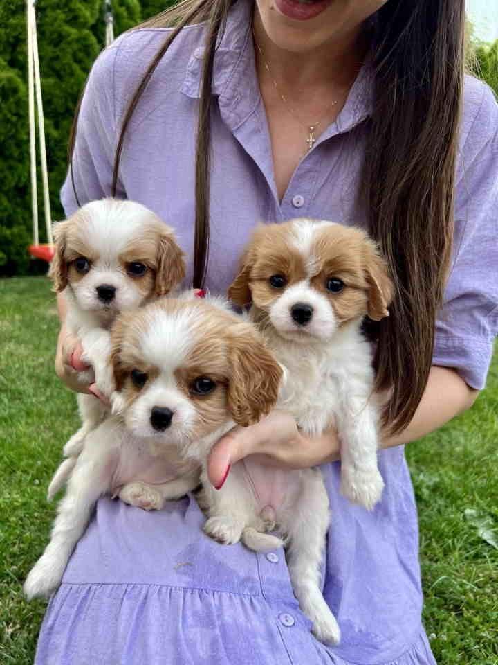 CAVALIER-KING-CHARLES--spaniel-štenci---