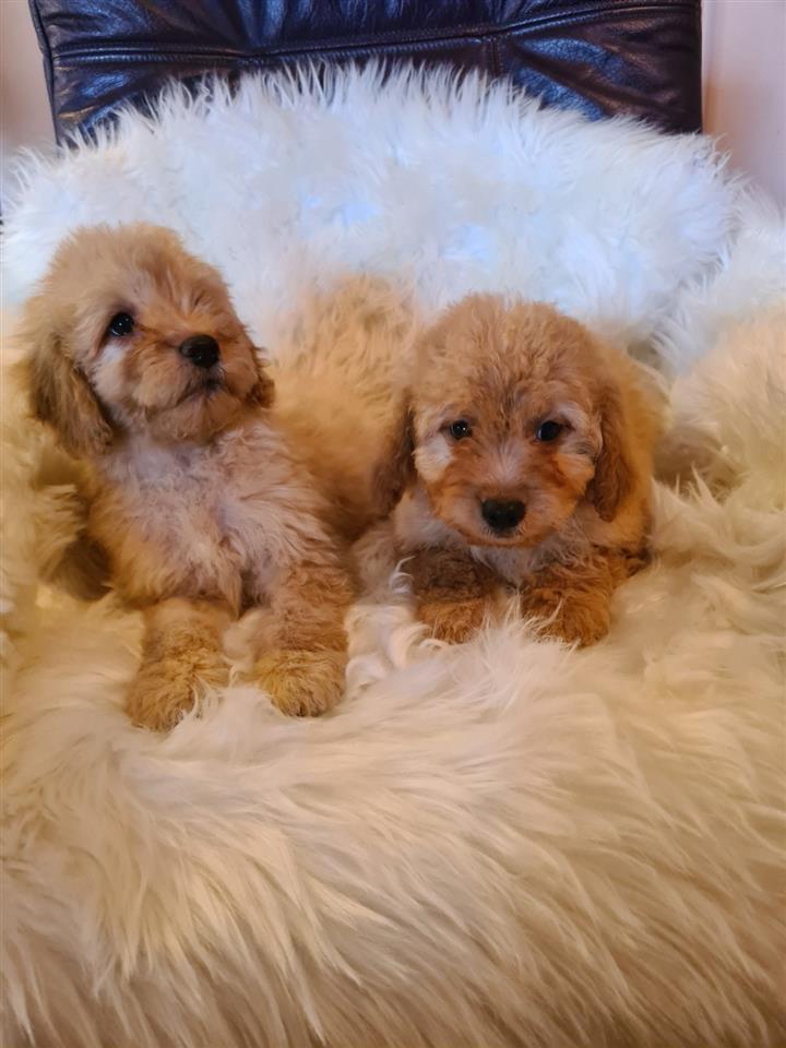 Labradoodle-štenci