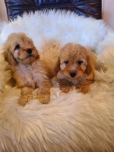 Labradoodle štenci
