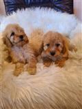 Labradoodle štenci
