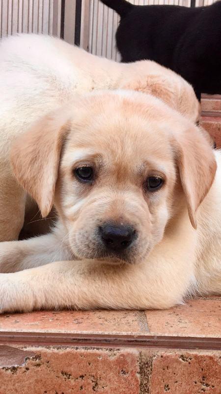 Labrador-retriver-štenci-
