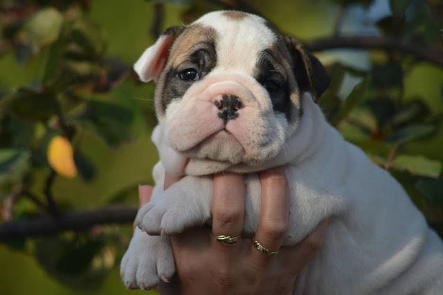Engleski-Buldog-