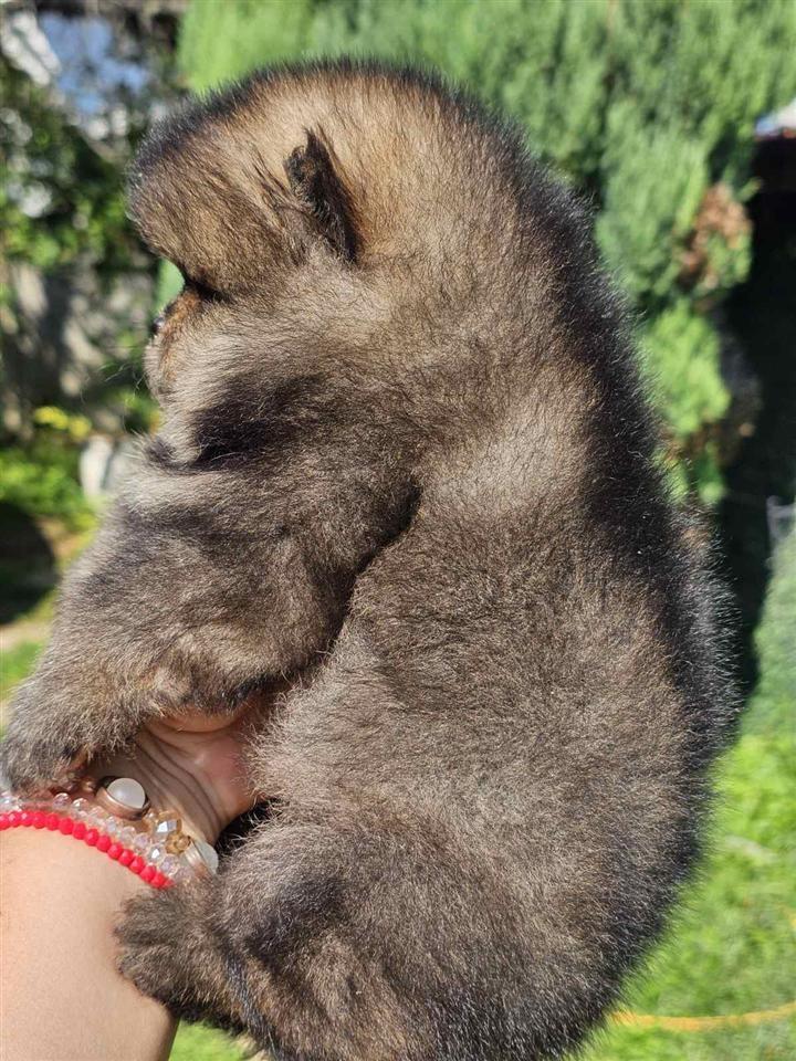 Pomeranac-Boo