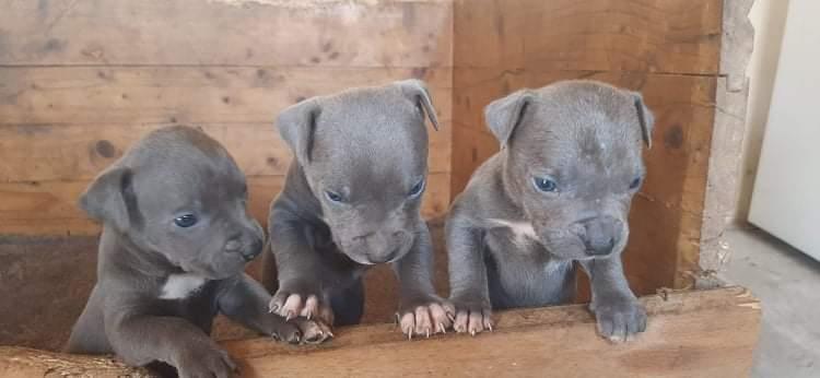 Štenci-pitbull-bluenose