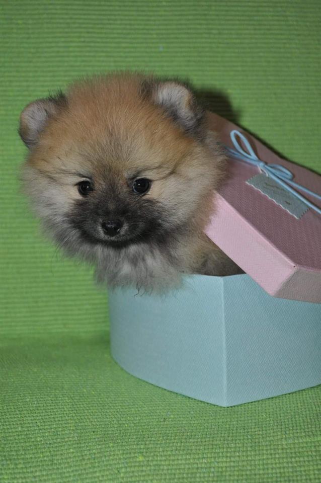 Pomeranac-štenci