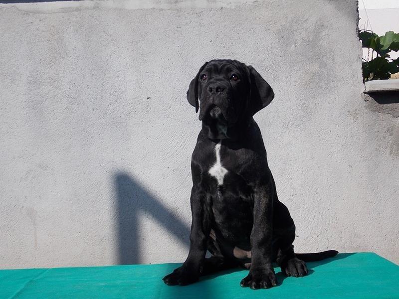 Cane-Corso-štenci-vrhunskog-porekla-