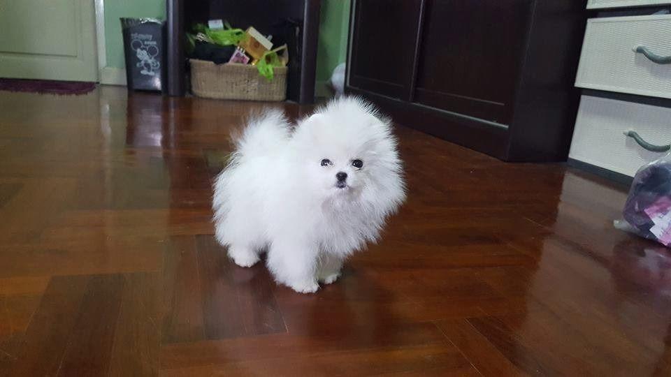 Pomeranski-spic-boo