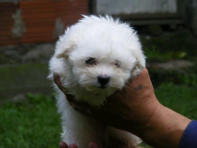 Mini-maltezer