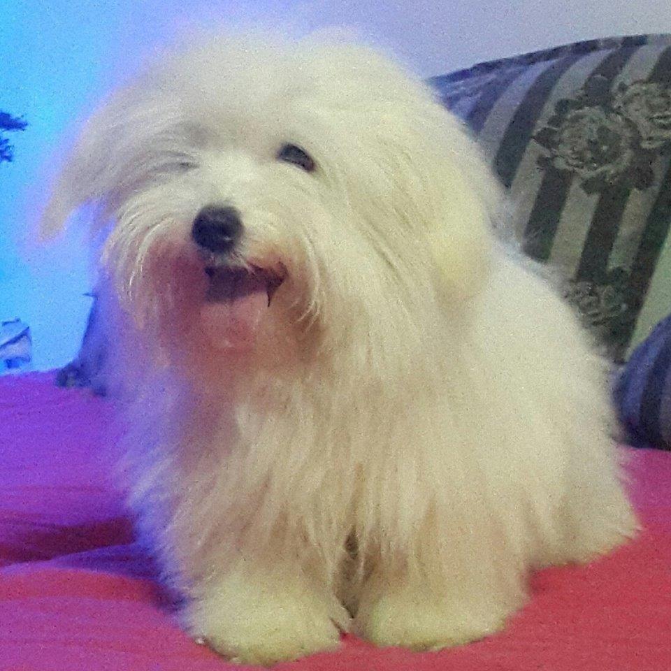 Coton-de-Tulear
