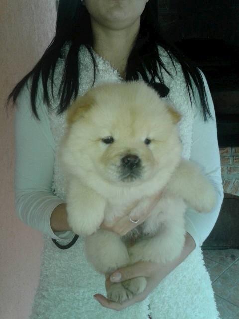Chow-chow-cau-cau-stenad