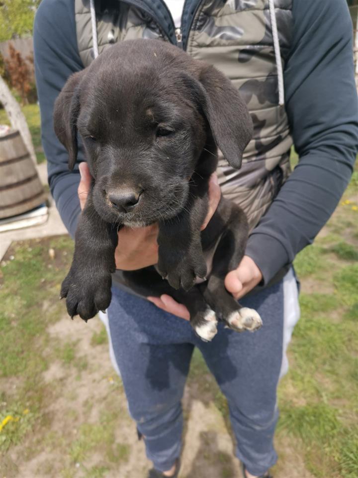 Cane-Corso-
