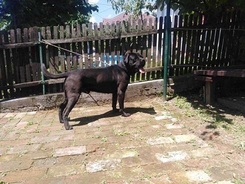 CANE-CORSO-odrasli-psi