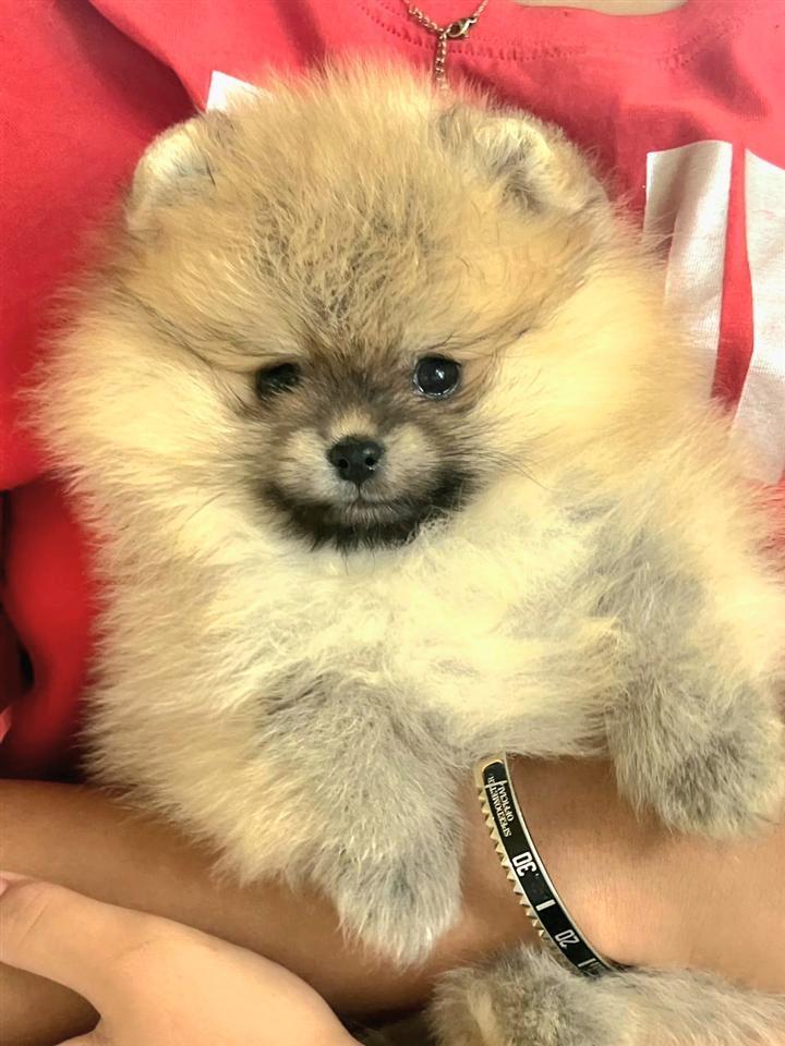Pomeranian-Boo
