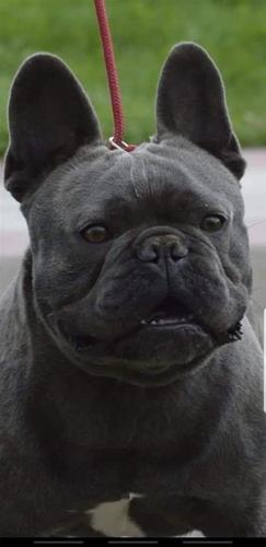 Francuski buldog parenje