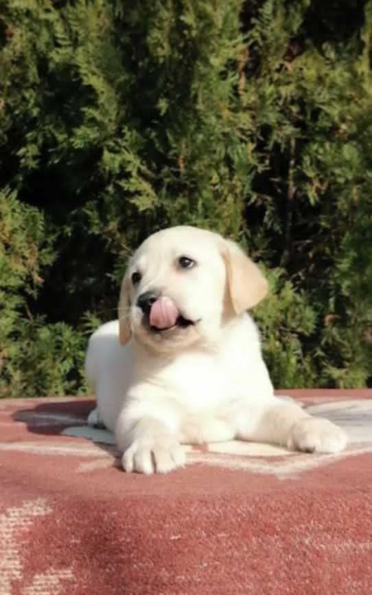 Labrador-retriver