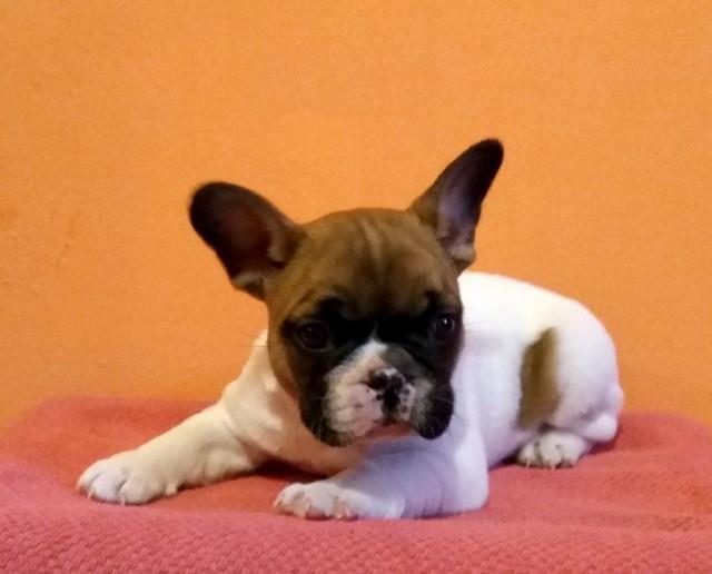 Francuski-buldog