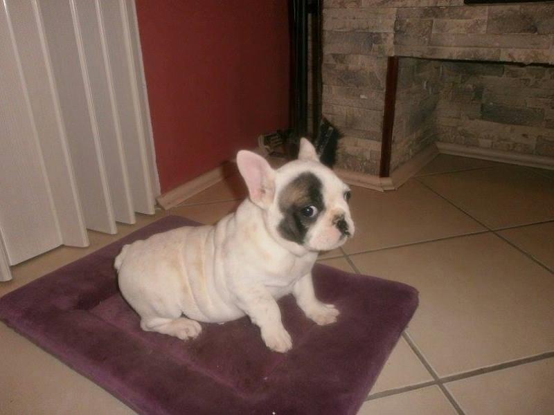 Francuski-Buldog-stenci-