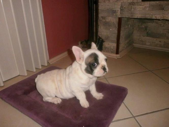 Francuski Buldog stenci 