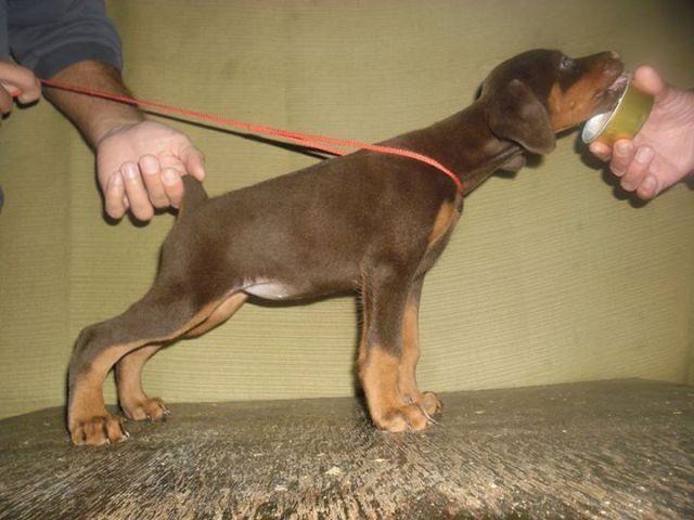 Doberman-stenci-
