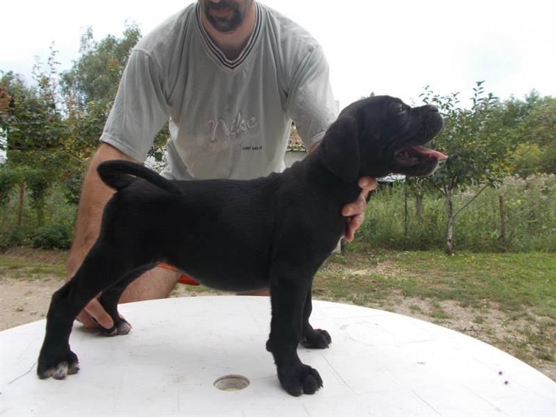 Cane-corso-stenci