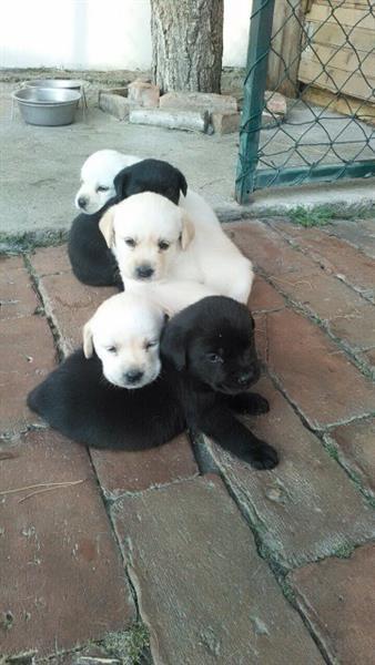 LABRADOR-RETRIVER-štenad-vrhunskog-porekla