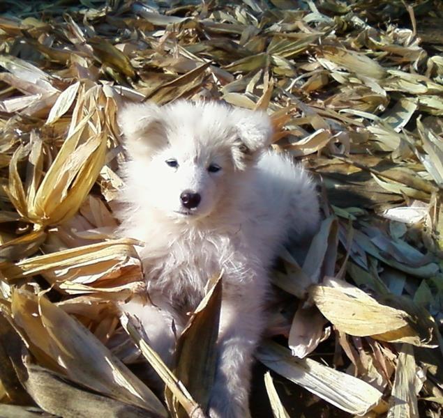 Samojed-muzjak