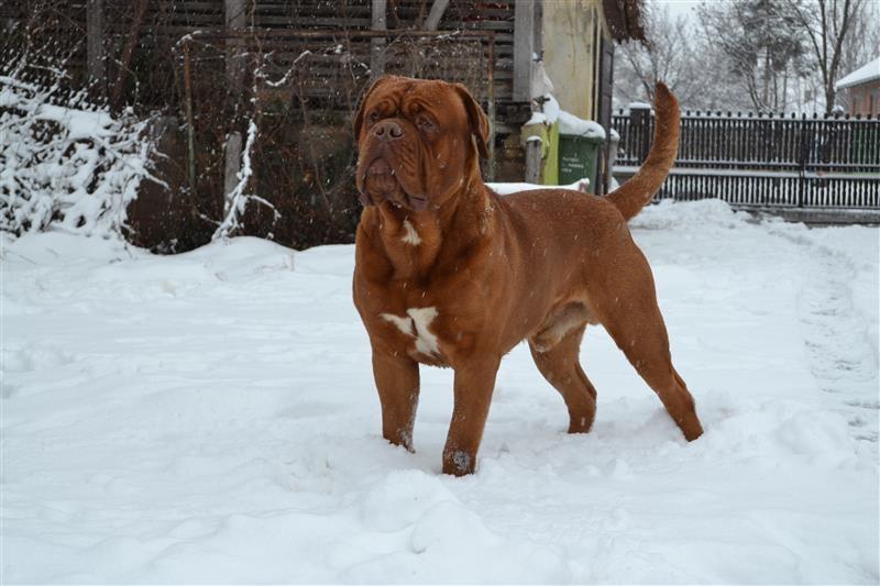 Bordoska-doga