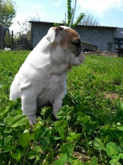 Engleski-buldog--štenci
