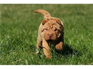 Shar pei štenci