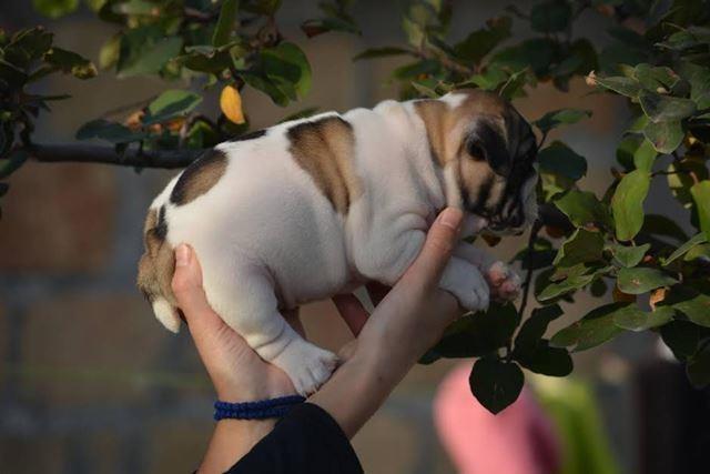 Engleski-Buldog-