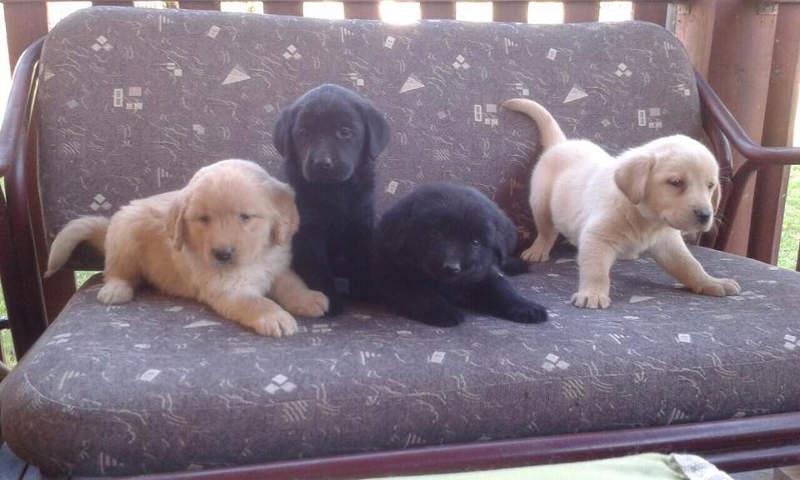 Labrador-retriver-stenci