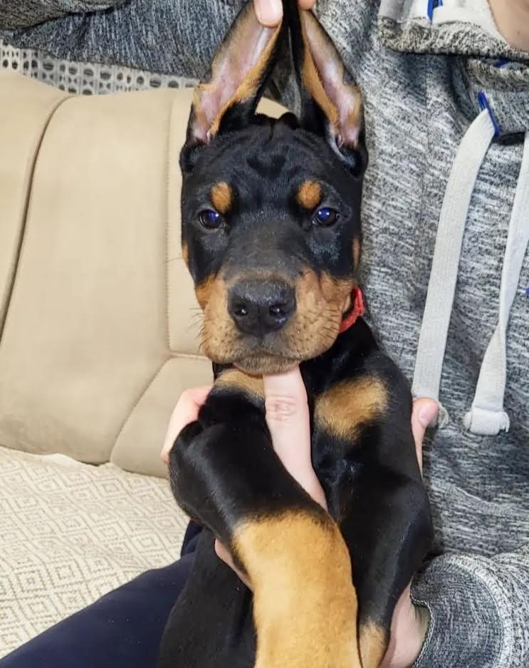 Doberman-štenci-