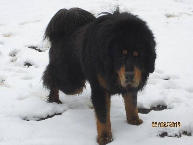 Tibetski-Mastif---stenci-